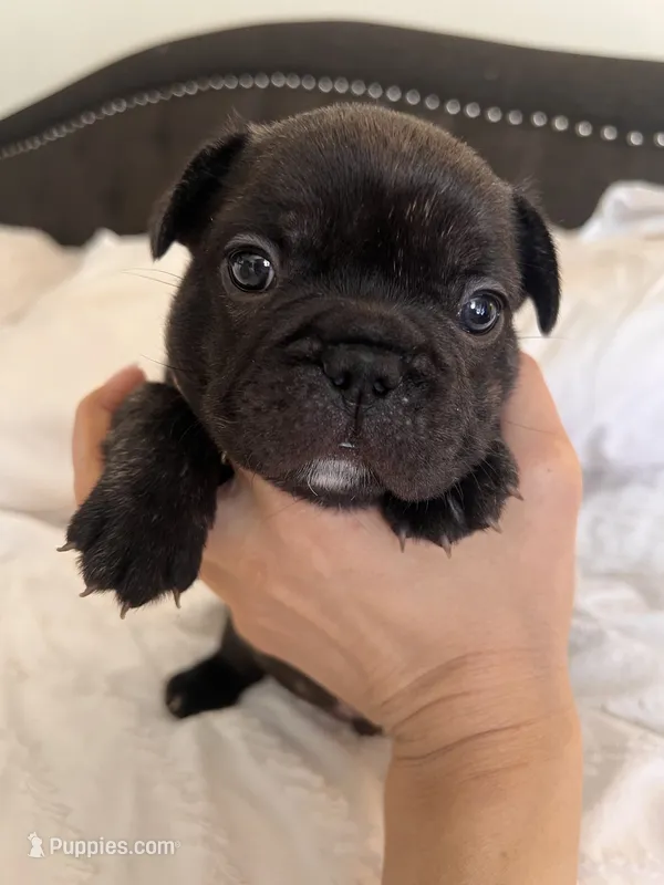 Bear  – French Bulldog puppy for sale in Pollock Pines, CA
