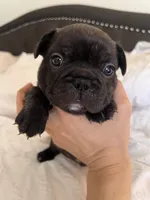 Bear , a male French Bulldog for sale in Pollock Pines, CA – 1 of 3