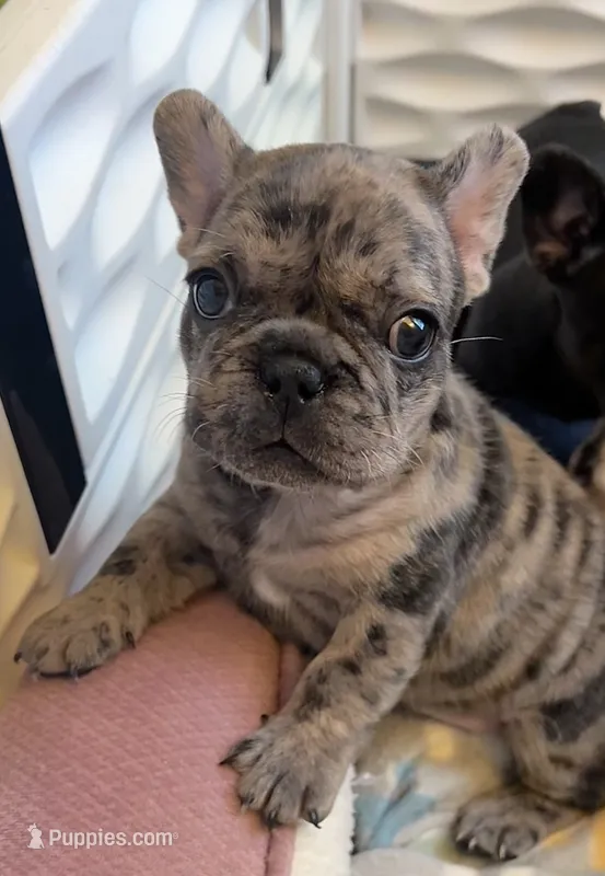 Sunshine  – French Bulldog puppy for sale in Pollock Pines, CA