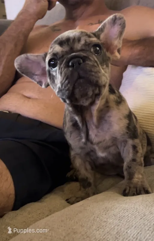 Sunshine  – French Bulldog puppy for sale in Pollock Pines, CA