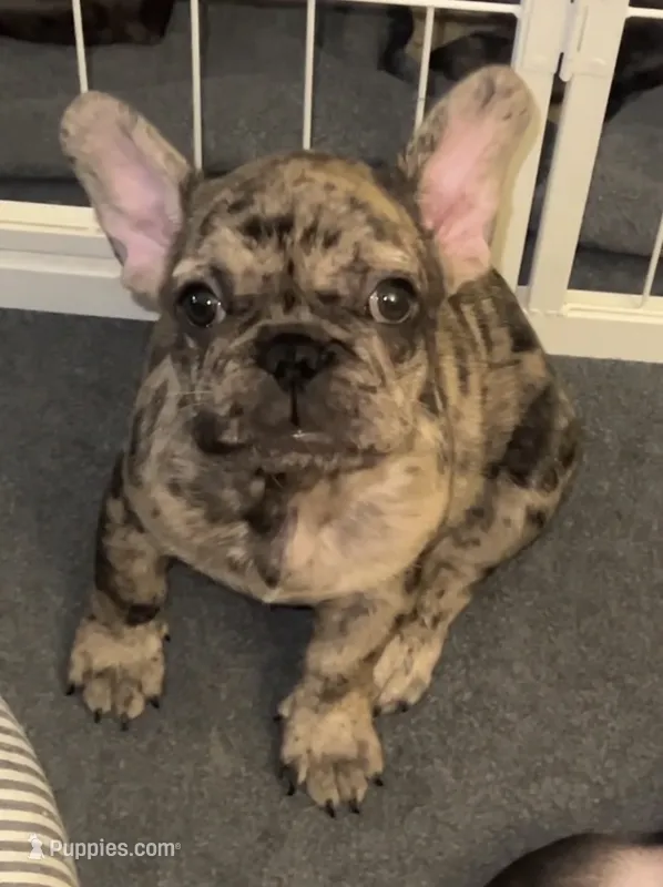 Sunshine  – French Bulldog puppy for sale in Pollock Pines, CA