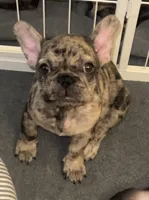 Sunshine , a female French Bulldog for sale in Pollock Pines, CA – 1 of 1