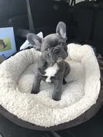 Ken, a male French Bulldog for sale in Rosedale, MD – 1 of 1