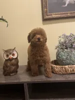 Clara, a female Poodle - Miniature  for sale in Burnettsville, IN – 3 of 3