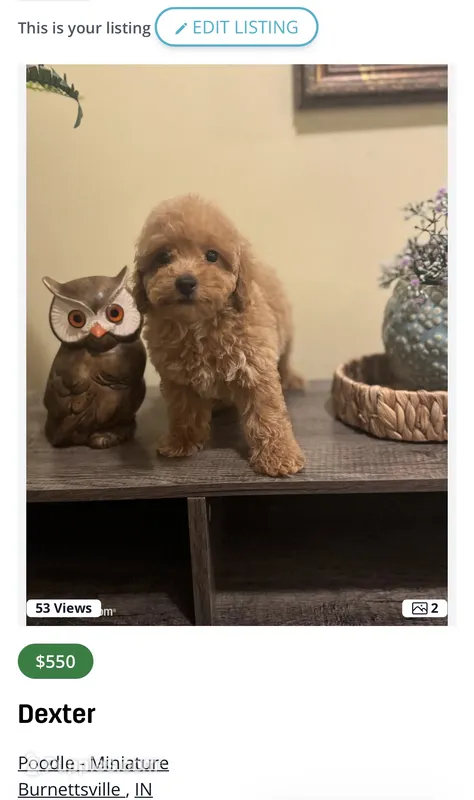 Dexter – Poodle - Toy  puppy for sale in Burnettsville, IN