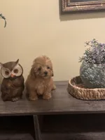 Annabelle, a male Poodle - Miniature  for sale in Burnettsville, IN – 3 of 3