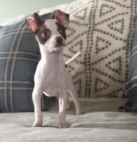 Harvey, a male Chihuahua for sale in Burnettsville, IN – Photo 2 of 6