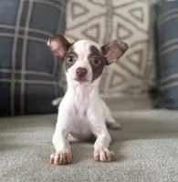 Harvey, a male Chihuahua for sale in Burnettsville, IN – Photo 1 of 6