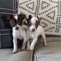 Harvey, a male Chihuahua for sale in Burnettsville, IN – Photo 4 of 6