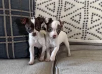 Harvey, a male Chihuahua for sale in Burnettsville, IN – Photo 2 of 2