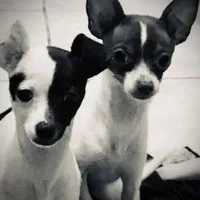 Harvey, a male Chihuahua for sale in Burnettsville, IN – Photo 6 of 6