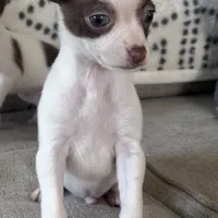 Harvey, a male Chihuahua for sale in Burnettsville, IN – Photo 3 of 6