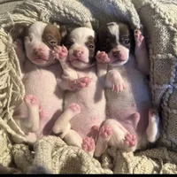 Harvey, a male Chihuahua for sale in Burnettsville, IN – Photo 5 of 6