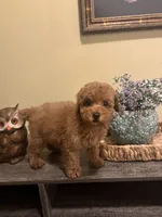 Tommy, a male Poodle - Miniature  for sale in Burnettsville, IN – 1 of 3