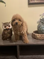 Dexter, a male Poodle - Miniature  for sale in Burnettsville, IN – 1 of 2