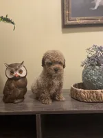 Chai, a male Poodle - Miniature  for sale in Burnettsville, IN – 2 of 3