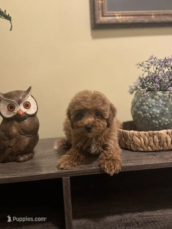 Lilly – Poodle - Miniature  puppy for sale in Burnettsville, IN
