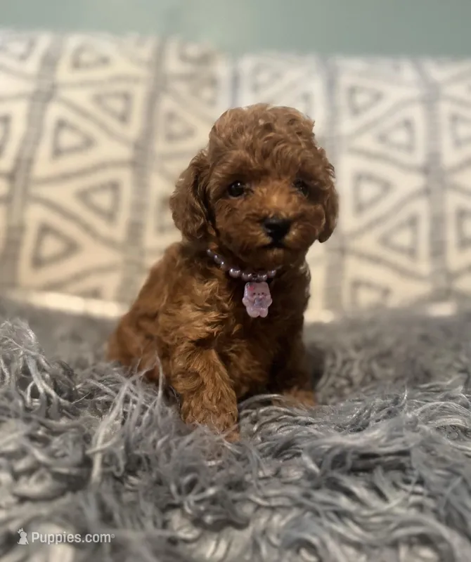 Lilly – Poodle - Miniature  puppy for sale in Burnettsville, IN