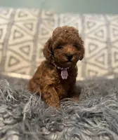 Lilly, a female Poodle - Miniature  for sale in Burnettsville, IN – Photo 1 of 2