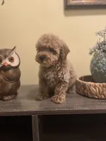 Chai, a male Poodle - Miniature  for sale in Burnettsville, IN – 3 of 3