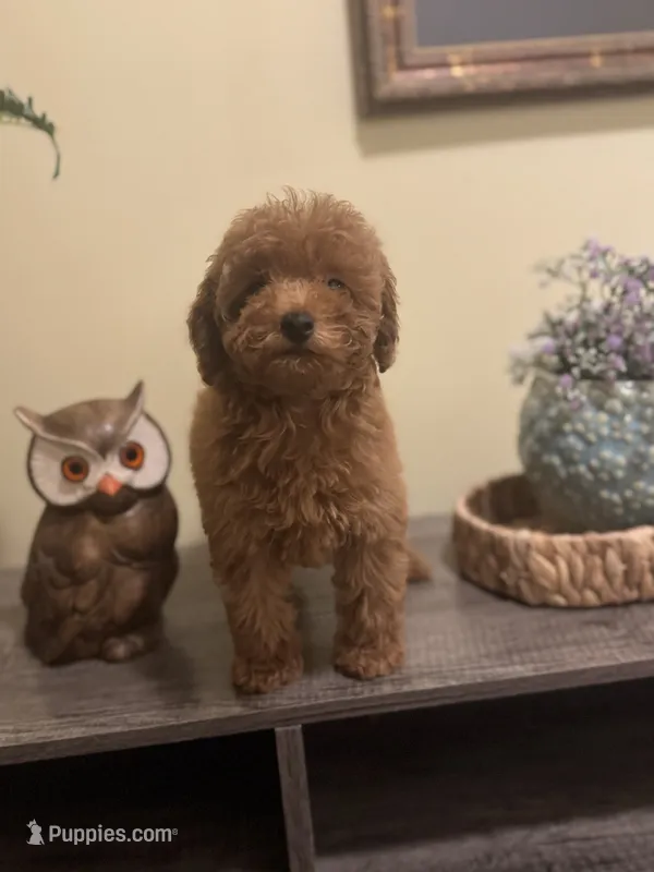 Clara – Poodle - Miniature  puppy for sale in Burnettsville, IN