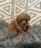 Susie, a female Poodle - Miniature  for sale in Burnettsville, IN – Photo 1 of 2