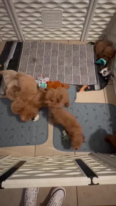 Tommy, a male Poodle - Toy  for sale in Burnettsville, IN – 2 of 2