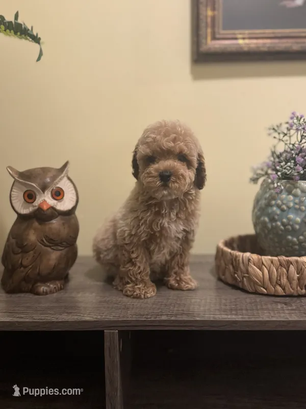 Chai – Poodle - Miniature  puppy for sale in Burnettsville, IN