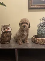 Chai, a male Poodle - Miniature  for sale in Burnettsville, IN – 1 of 3