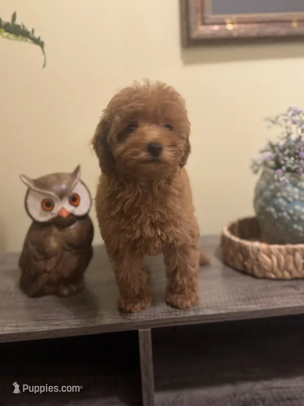 Clara – Poodle - Miniature  puppy for sale in Burnettsville, IN