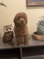 Clara, a female Poodle - Miniature  for sale in Burnettsville, IN – 1 of 3
