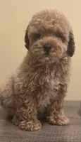 Chai, a male Poodle - Toy  for sale in Burnettsville, IN – 1 of 4
