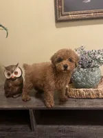 Tommy, a male Poodle - Miniature  for sale in Burnettsville, IN – 2 of 3