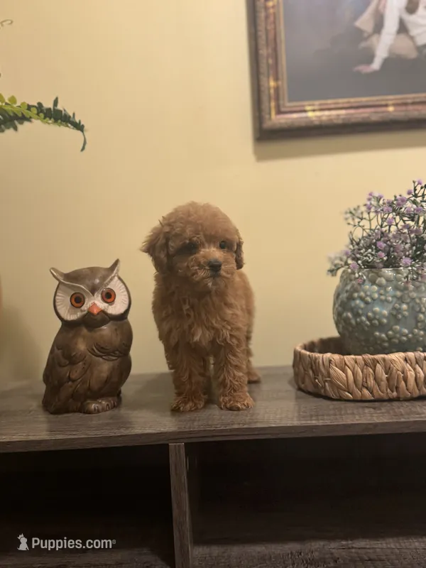 Jane – Poodle - Miniature  puppy for sale in Burnettsville, IN