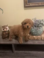 Tommy, a male Poodle - Miniature  for sale in Burnettsville, IN – 3 of 3