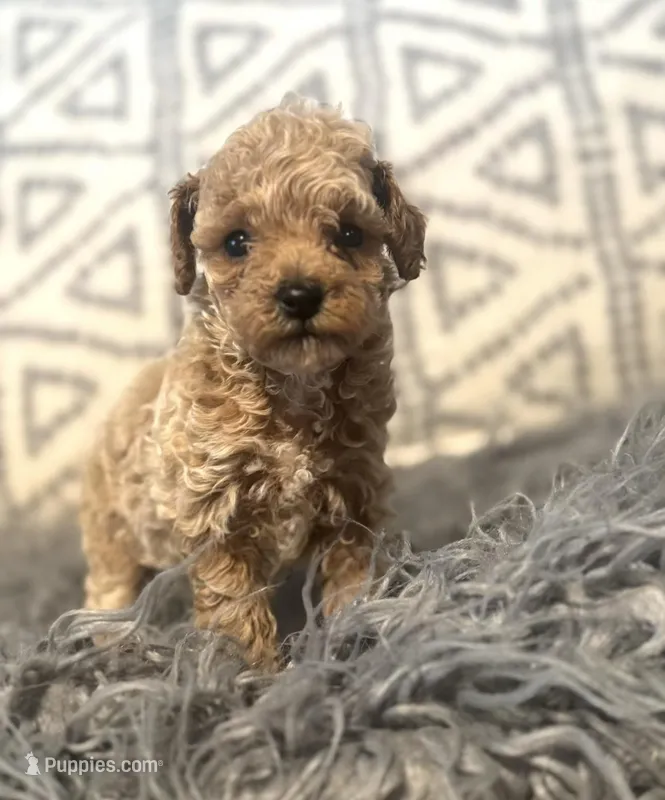 Avery – Poodle - Miniature  puppy for sale in Burnettsville, IN