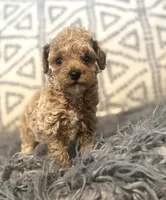 Avery, a male Poodle - Miniature  for sale in Burnettsville, IN – Photo 1 of 2