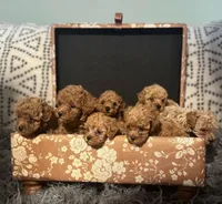 Avery, a male Poodle - Miniature  for sale in Burnettsville, IN – Photo 2 of 2