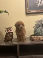 Jane, a female Poodle - Toy  for sale in Burnettsville, IN – 1 of 2