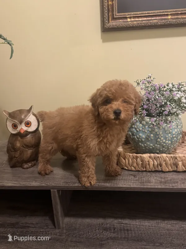 Tommy – Poodle - Toy  puppy for sale in Burnettsville, IN