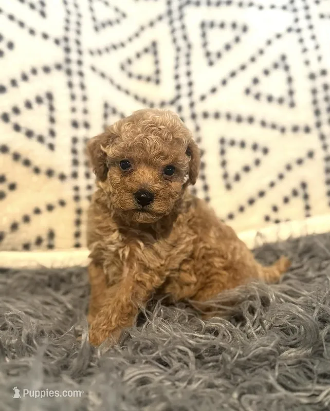 Tommy – Poodle - Miniature  puppy for sale in Burnettsville, IN