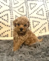Tommy, a male Poodle - Miniature  for sale in Burnettsville, IN – Photo 1 of 2