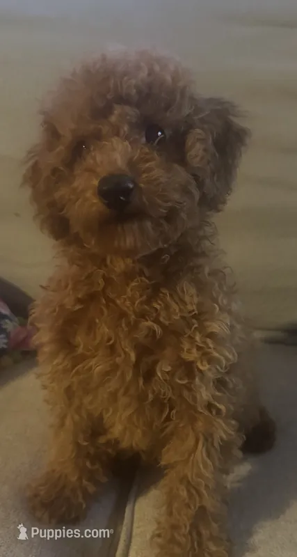 Tommy – Poodle - Miniature  puppy for sale in Burnettsville, IN
