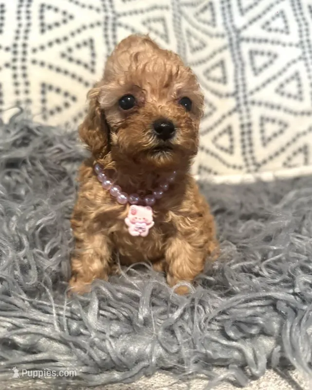 Jasmine – Poodle - Miniature  puppy for sale in Burnettsville, IN