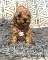 Jasmine, a female Poodle - Miniature  for sale in Burnettsville, IN – Photo 1 of 2