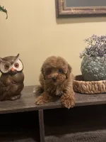 Lilly, a female Poodle - Toy  for sale in Burnettsville, IN – 1 of 2