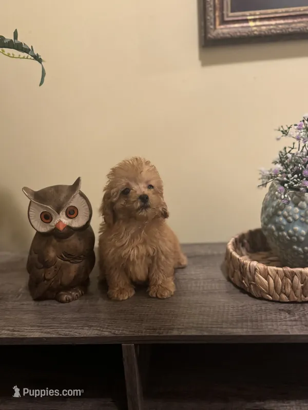 Annabelle – Poodle - Miniature  puppy for sale in Burnettsville, IN
