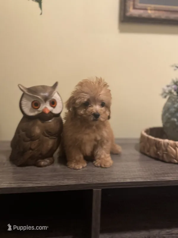 Annabelle – Poodle - Miniature  puppy for sale in Burnettsville, IN