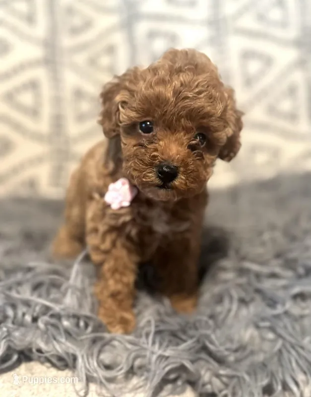 Jane – Poodle - Miniature  puppy for sale in Burnettsville, IN