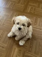 Stanley, a male Poodle - Toy  for sale in Caldwell, KS – 2 of 4